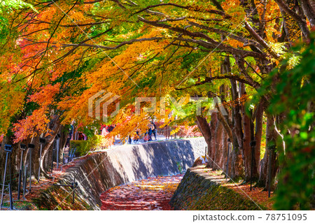 Lake Kawaguchi / Maple Corridor 78751095
