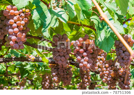 [Yamanashi Prefecture] Harvesting and vineyard grapes coming soon 78751306