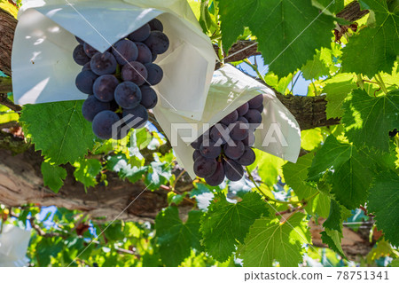 [Yamanashi Prefecture] Harvesting and vineyard grapes coming soon 78751341