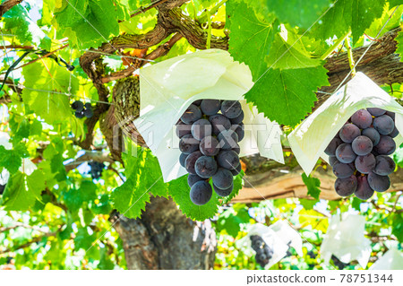 [Yamanashi Prefecture] Harvesting and vineyard grapes coming soon 78751344