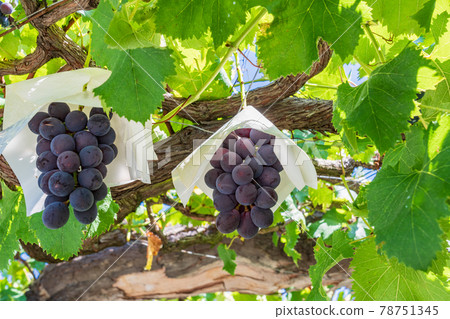 [山梨縣]即將收割的葡萄園葡萄 78751345