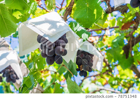 [山梨縣]即將收割的葡萄園葡萄 78751348