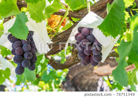 [山梨縣]即將收割的葡萄園葡萄 78751349