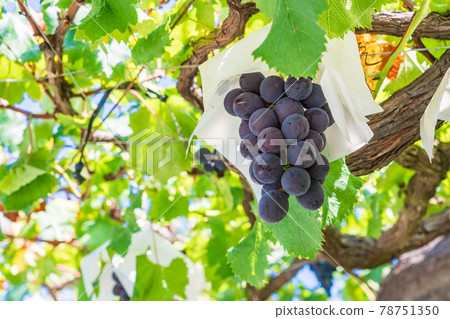 [Yamanashi Prefecture] Harvesting and vineyard grapes coming soon 78751350