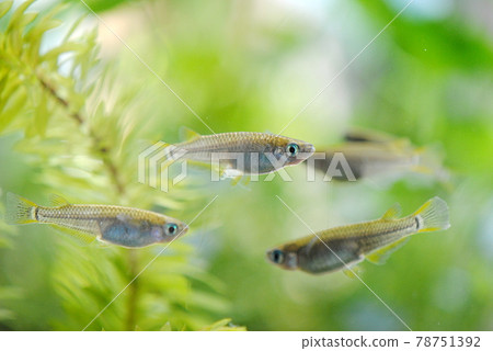 Wild medaka in the aquarium 78751392