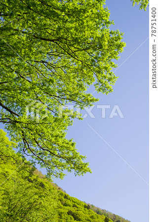 絢麗的初夏風光【阿波關的新綠】 絢麗的初夏風光【阿波關的新綠】 78751400