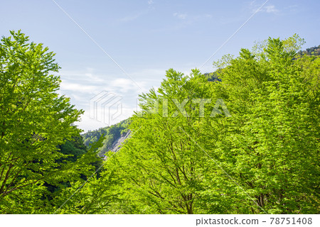 Dazzling early summer scenery [Fresh green of Abo Pass] 78751408