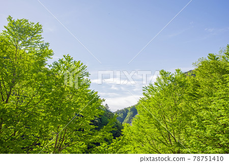 Dazzling early summer scenery [Fresh green of Abo Pass] 78751410