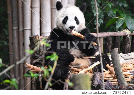 Childhood panda eating bamboo shoots deliciously Childhood panda eating bamboo shoots deliciously 78752484