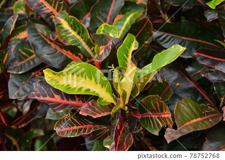 稀有觀葉植物 稀有觀葉植物 78752768