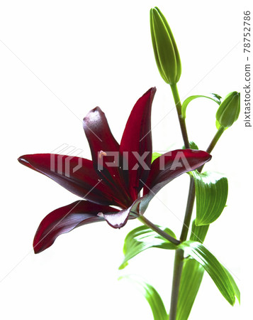 Bewitching black lily Randini Bewitching black lily Randini 78752786