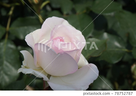 A slightly pink white rose A slightly pink white rose 78752787