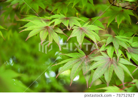 新鮮的綠楓 新鮮的綠楓 78752927