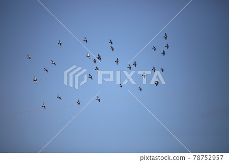 Dove flying in the sky 78752957
