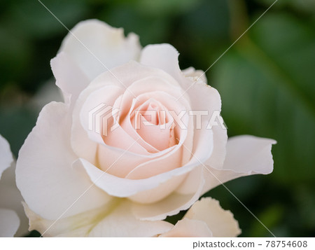 May white roses May white roses 78754608