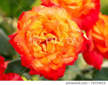 May orange and red roses 2 May orange and red roses 2 78754619