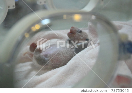 Baby panda sleeping soundly in an incubator 78755045