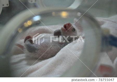 Baby panda sleeping soundly in an incubator 78755047