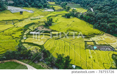 Rice Terraces in Doi inthanon national park in chiang Mai province, Thailand 78755726