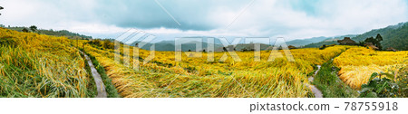 Landscape of Rice terraces on mountain at Ban Pa Pong Piang, Doi inThanon, Chiang Mai, Thailand 78755918