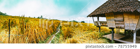 Landscape of Rice terraces on mountain at Ban Pa Pong Piang, Doi inThanon, Chiang Mai, Thailand 78755949
