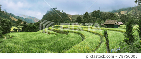 Rice Terraces in Doi inthanon national park in chiang Mai province, Thailand Rice Terraces in Doi inthanon national park in chiang Mai province, Thailand 78756003