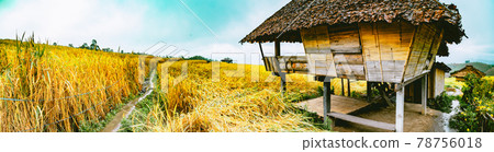 Landscape of Rice terraces on mountain at Ban Pa Pong Piang, Doi inThanon, Chiang Mai, Thailand 78756018