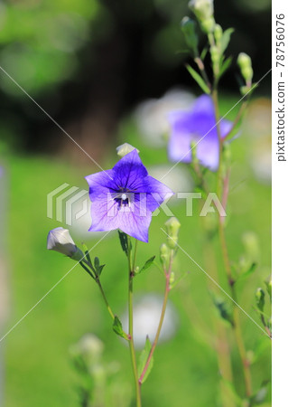 Purple bellflower flowers and buds Purple bellflower flowers and buds 78756076