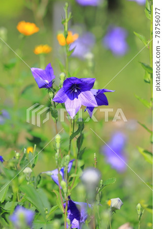 Purple bellflower flowers and buds Purple bellflower flowers and buds 78756077