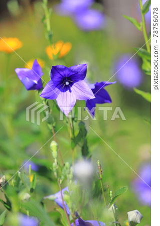 Purple bellflower flowers and buds Purple bellflower flowers and buds 78756078