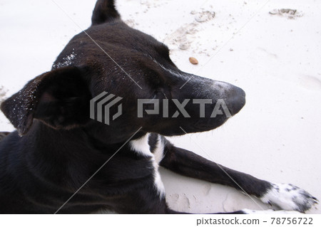 Free-range dog Free-range dog 78756722