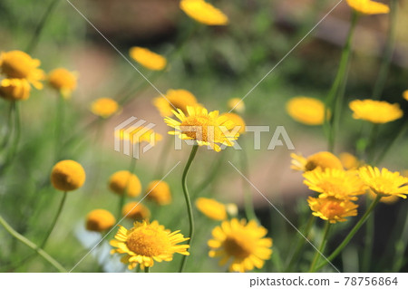 Pretty chamomile flowers (Dyers chamomile) 78756864