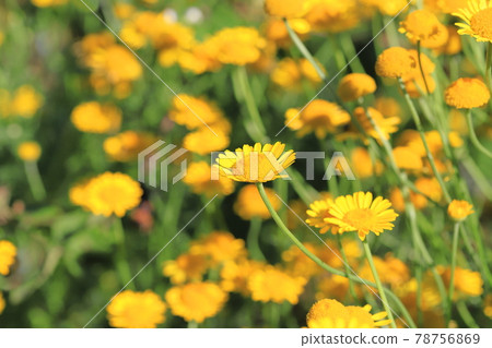 Pretty chamomile flowers (Dyers chamomile) 78756869