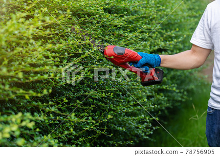 hand using  cordless electric hedge cutting and trimming plant in garden at home 78756905