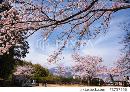 Sakura at Mitsui Temple Spring 2021 78757366