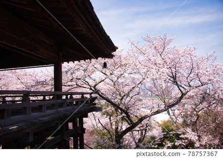 Sakura at Mitsui Temple Spring 2021 78757367