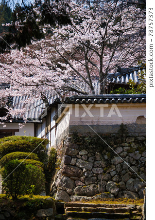 Sakura at Mitsui Temple Spring 2021 Sakura at Mitsui Temple Spring 2021 78757373