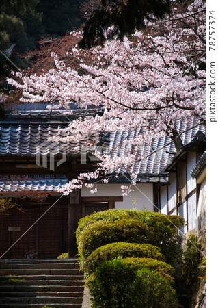 Sakura at Mitsui Temple Spring 2021 Sakura at Mitsui Temple Spring 2021 78757374