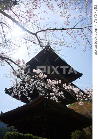 三井寺櫻花2021年春季 78757382