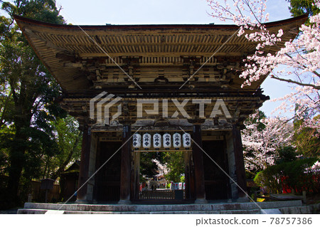 Sakura at Mitsui Temple Spring 2021 Sakura at Mitsui Temple Spring 2021 78757386