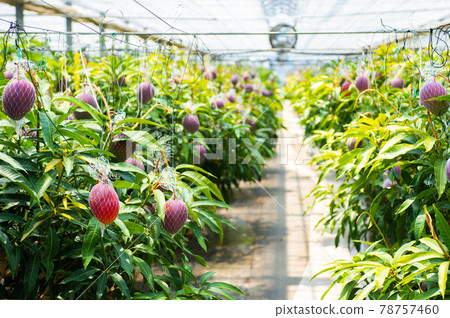 Mango greenhouse 78757460