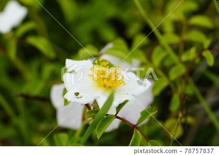Teruhano rose (Teriha no thorn) 78757837