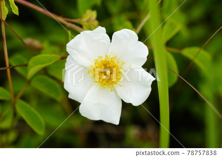 Teruhano rose (Teriha no thorn) 78757838