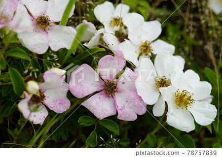 Teruhano rose (Teriha no thorn) 78757839