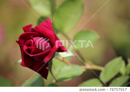 Moist red rose Red rose Moist red rose Red rose 78757917