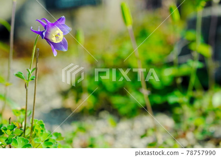 Flower of Miyama oodamachi 78757990