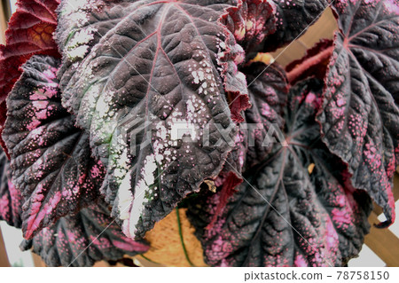 Rex Begonia "Helen Lewis" 78758150