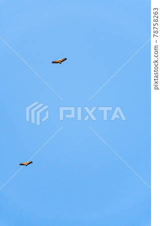 Griffon vulture spinning on the sky above Rocca del Crasto mountain, Sicily Griffon vulture spinning on the sky above Rocca del Crasto mountain, Sicily 78758263