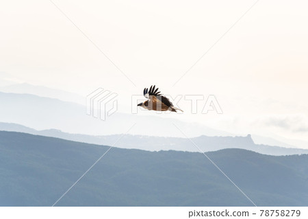 Griffon vulture spinning on the sky above Rocca del Crasto mountain, Sicily Griffon vulture spinning on the sky above Rocca del Crasto mountain, Sicily 78758279