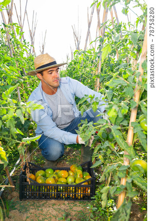 Young man picking underripe tomatoes in small farm garden Young man picking underripe tomatoes in small farm garden 78758280
